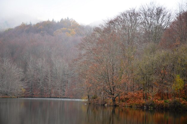 Foto bäume am see gegen den himmel im herbst