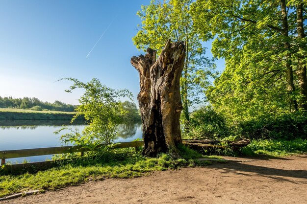 Foto bäume am see gegen den himmel