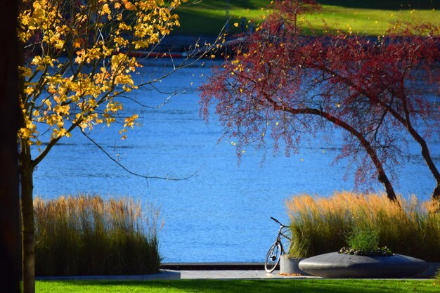 Bäume am See im Park im Herbst