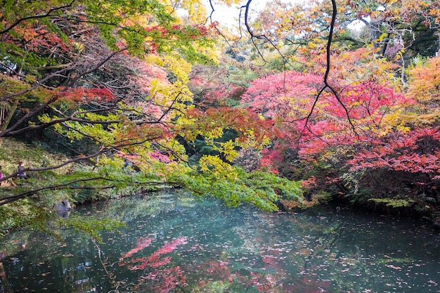 Foto bäume am see im wald im herbst