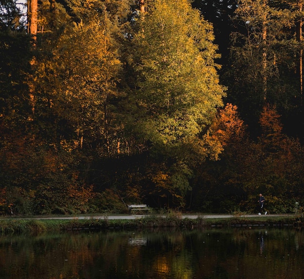 Bäume am See im Wald im Herbst