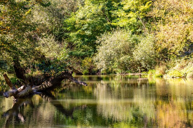 Foto bäume am see im wald