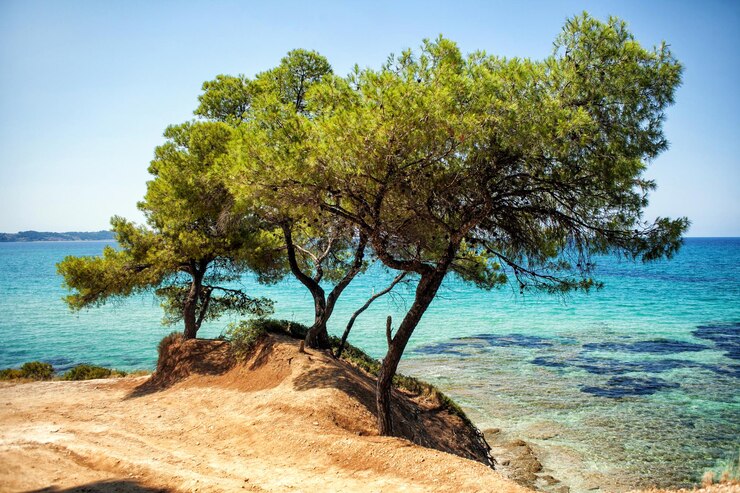 Foto bäume am strand gegen den himmel