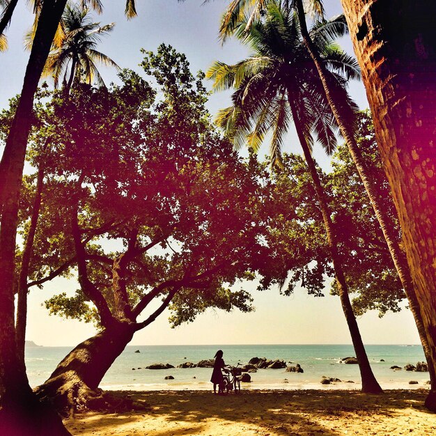 Foto bäume am strand