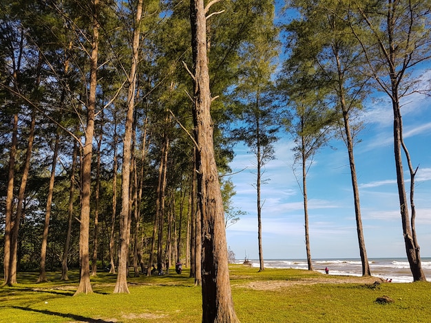 Bäume am Strand