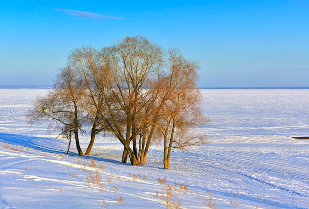 Bäume am Winterufer Das gefrorene Ufer des Stausees Nowosibirsk Region Nowosibirsk Sibirien