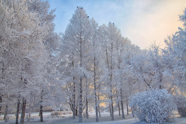 Bäume an einem frostigen Wintertag mit Frost bedeckt. Klima, Wetter, Meteorologie.