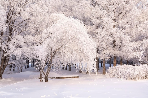Bäume an einem frostigen Wintertag mit Frost bedeckt. Klima, Wetter, Meteorologie.
