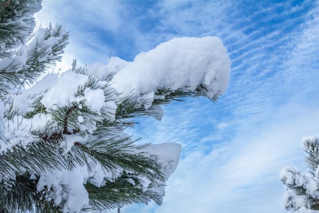 Bäume an sonnigen Tagen mit Schnee bedeckt