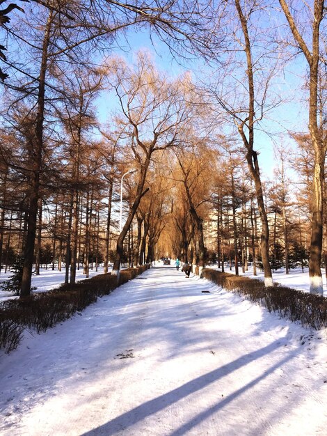 Bäume auf beiden Seiten der schneebedeckten Straße