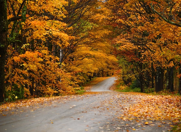 Bäume auf beiden Seiten der Straße im Herbst