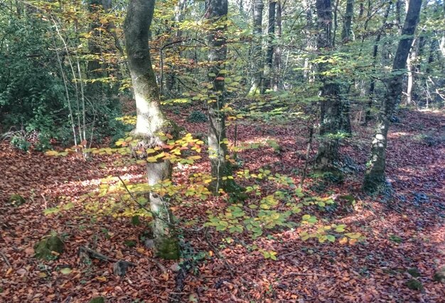 Bäume auf Blättern bedecktes Feld im Herbst