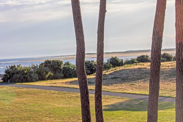 Foto bäume auf dem feld am meer gegen den himmel