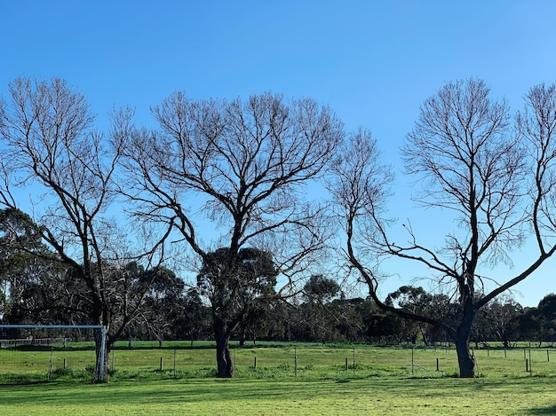 Bäume auf dem Feld gegen den blauen Himmel