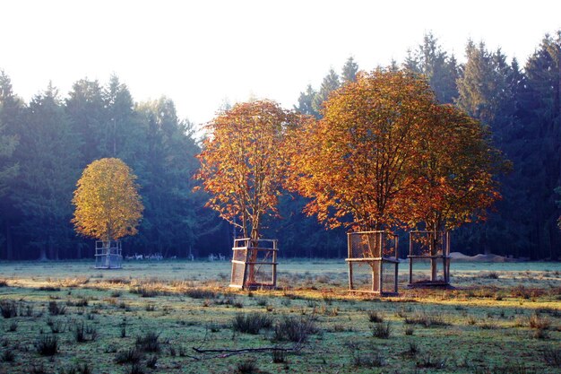 Bäume auf dem Feld gegen den Himmel im Herbst