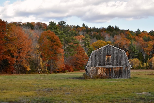 Bäume auf dem Feld gegen den Himmel im Herbst