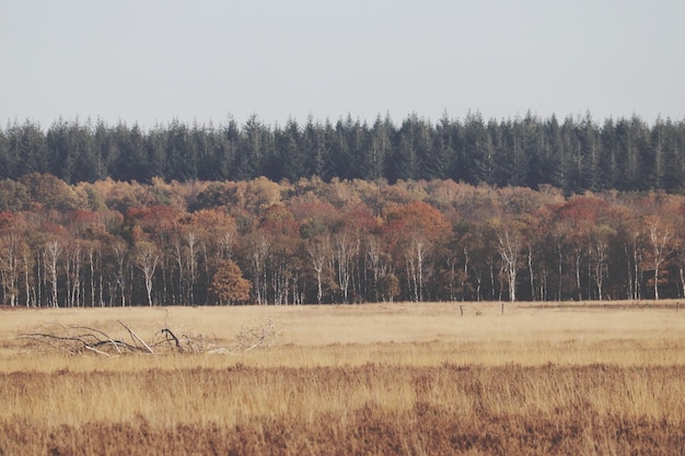 Foto bäume auf dem feld gegen den himmel im herbst