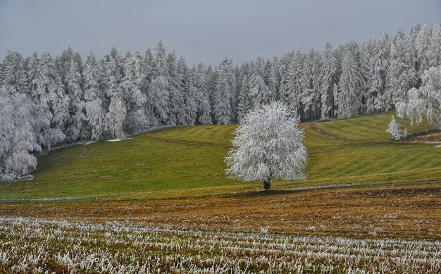 Foto bäume auf dem feld gegen den himmel im winter