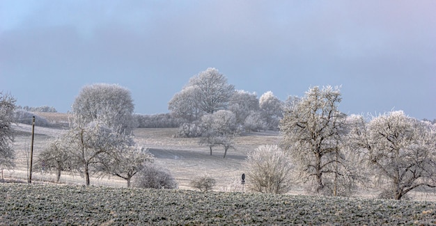 Foto bäume auf dem feld gegen den himmel im winter
