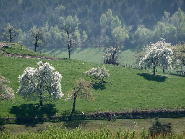 Bäume auf dem Feld gegen den Himmel