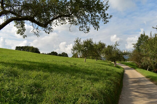 Bäume auf dem Feld gegen den Himmel