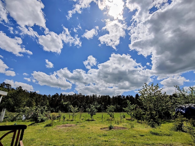 Bäume auf dem Feld gegen den Himmel