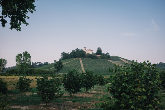 Foto bäume auf dem feld gegen den himmel