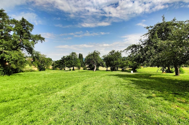 Foto bäume auf dem feld gegen den himmel