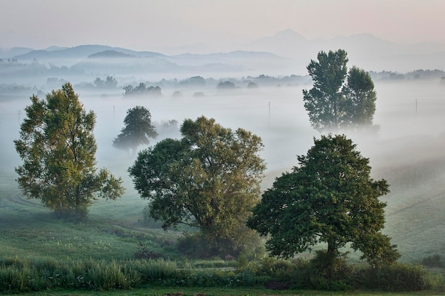 Bäume auf dem Feld gegen den Himmel