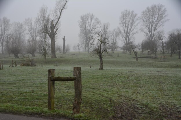 Foto bäume auf dem feld gegen den himmel