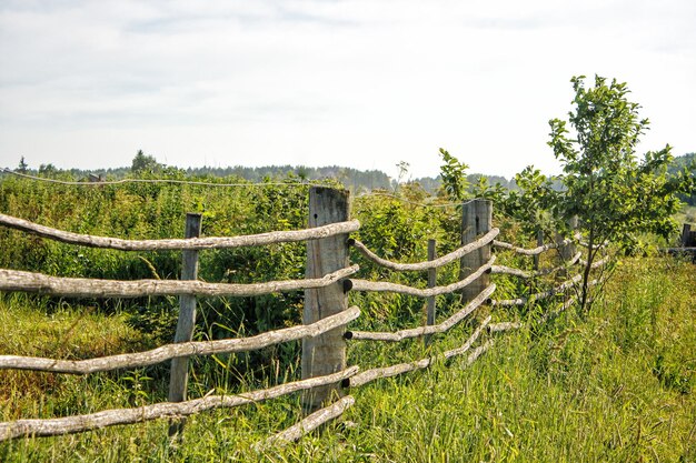 Foto bäume auf dem feld gegen den himmel