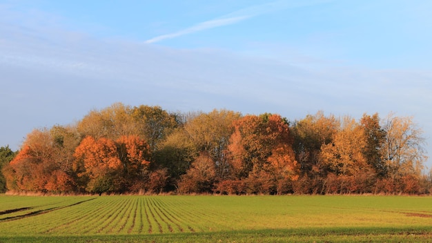 Foto bäume auf dem feld gegen den himmel