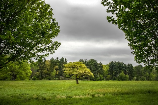 Bäume auf dem Feld gegen den Himmel