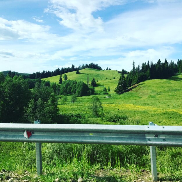 Foto bäume auf dem feld gegen den himmel