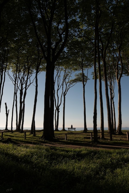 Foto bäume auf dem feld gegen den himmel