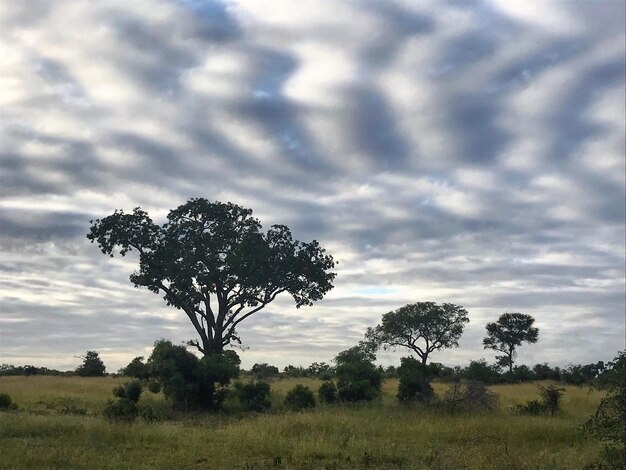 Foto bäume auf dem feld gegen den himmel