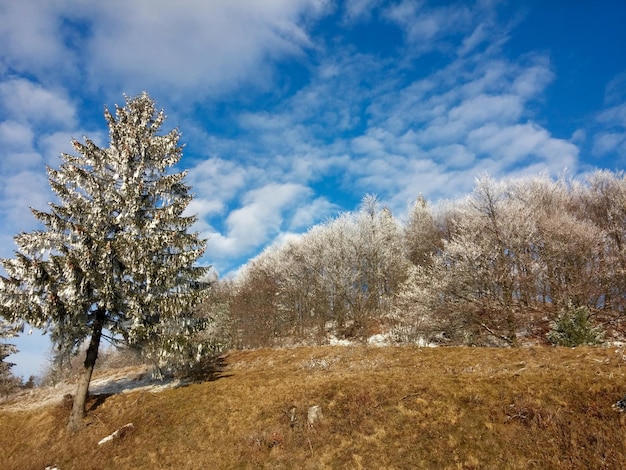 Bäume auf dem Feld gegen den Himmel