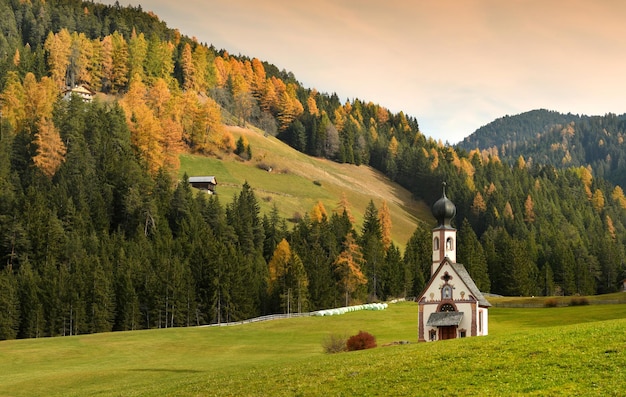 Bäume auf dem Feld gegen den Himmel