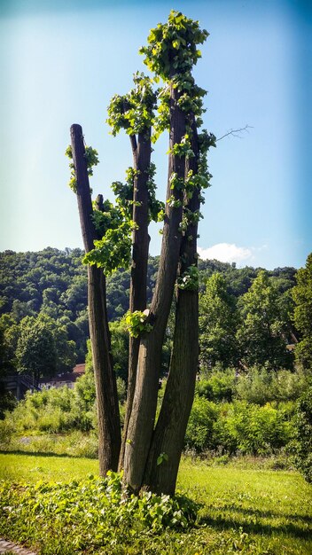 Foto bäume auf dem feld gegen den himmel