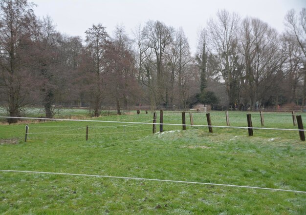 Foto bäume auf dem feld gegen den himmel