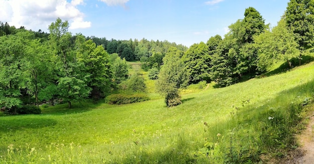 Foto bäume auf dem feld gegen den himmel