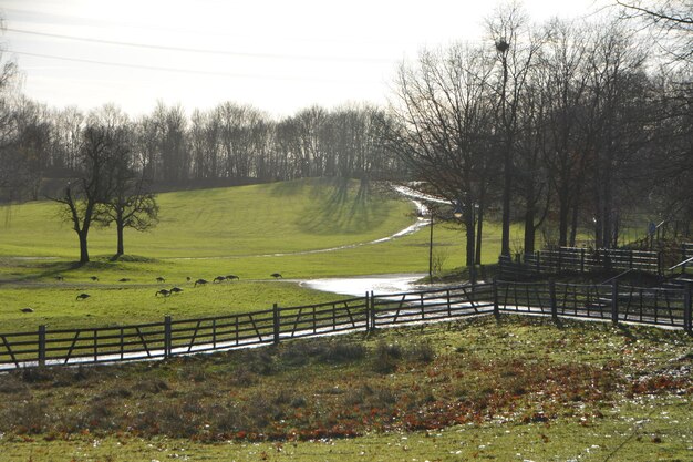 Foto bäume auf dem feld gegen den himmel