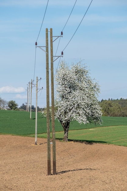 Foto bäume auf dem feld gegen den himmel