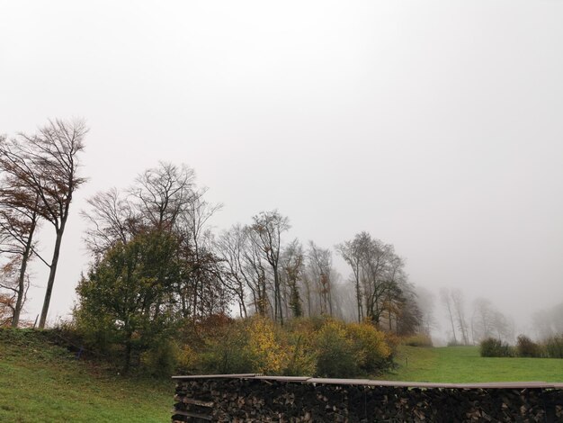 Bäume auf dem Feld gegen den Himmel