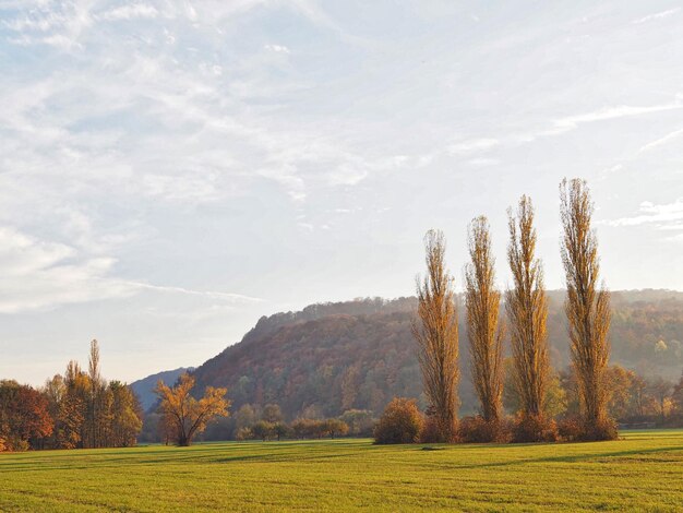 Foto bäume auf dem feld gegen den himmel