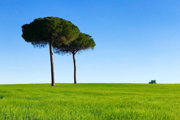 Foto bäume auf dem feld gegen den klaren blauen himmel