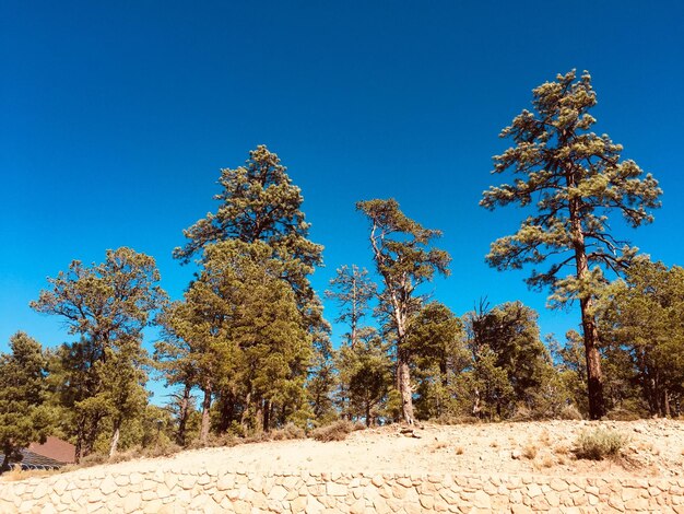 Foto bäume auf dem feld gegen den klaren blauen himmel