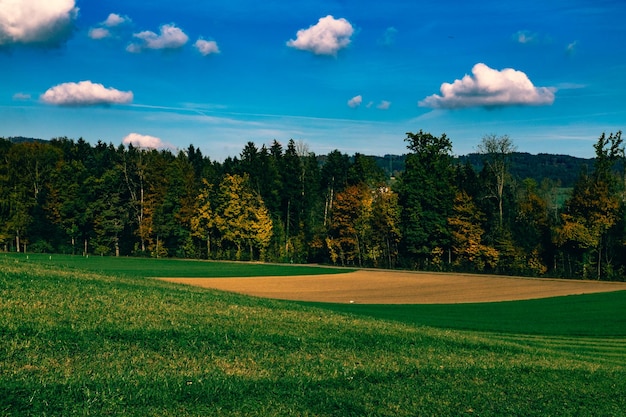 Bäume auf dem Feld gegen einen bewölkten Himmel