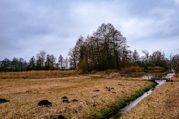 Foto bäume auf dem feld gegen einen bewölkten himmel