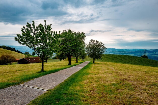 Bäume auf dem Feld gegen einen bewölkten Himmel